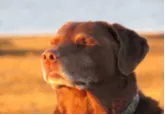 dog with eyes closed