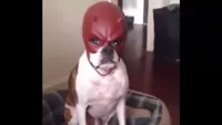 dog with mask