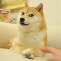 doge dog