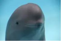 dolphin
