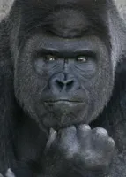 gorilla