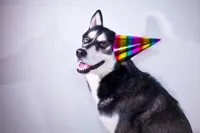 husky birthday hat