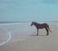 man horse