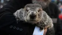 punxsutawney phil