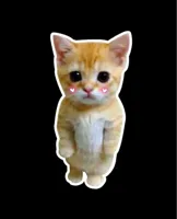 sad cat