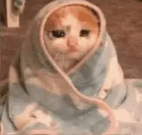 sad cat