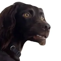 scared dog