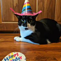 silly cat with birthday stuff