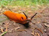 Slug belated birthday