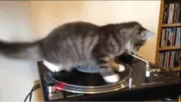 spinning cat