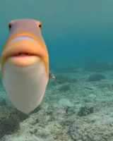 staring fish