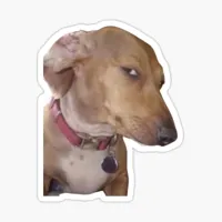 suspicious dog