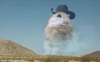 west virginia cat