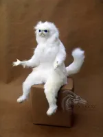 white cat